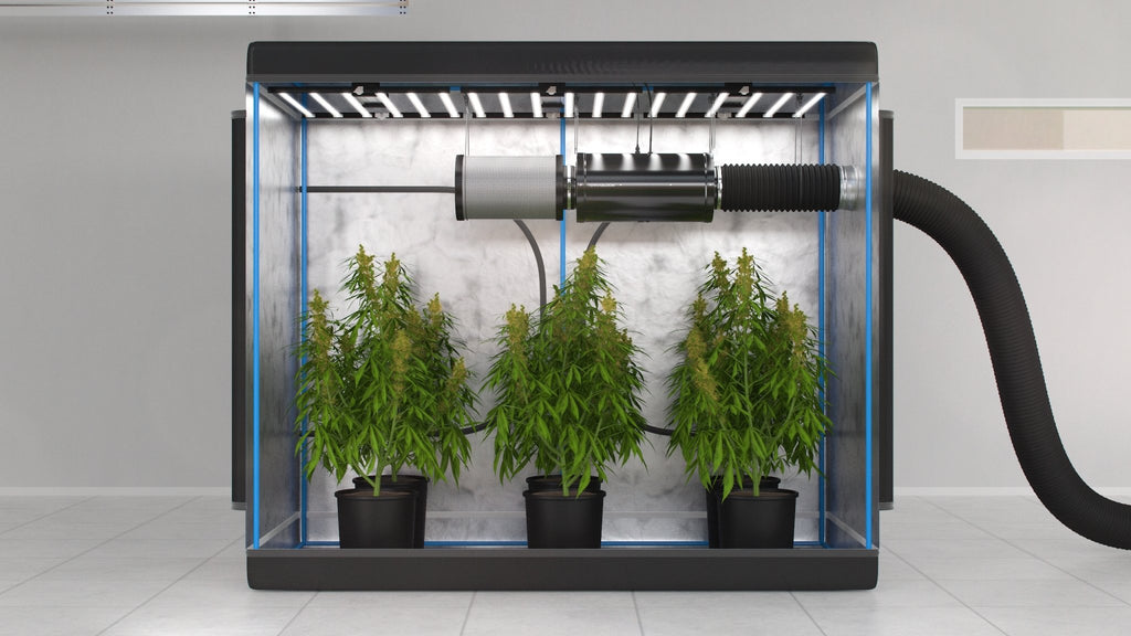 How to Set up a Grow Tent Ventilation System: Step by Step Guide | TerraBloom How To Set Up A Grow Tent Ventilation System: Step By Step Guide | Terrabloom