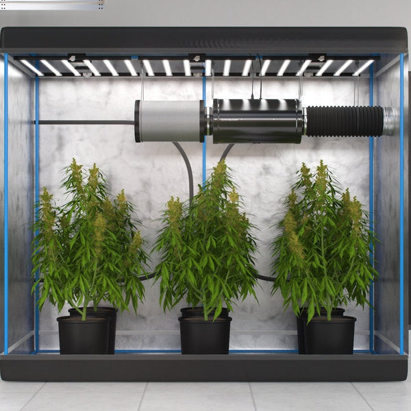 How to Set up a Grow Tent Ventilation System: Step by Step Guide